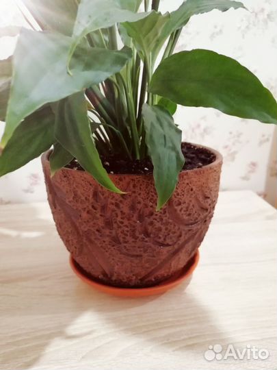 Спатифиллум