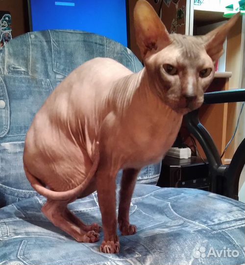 Кот сфинкс бесплатно