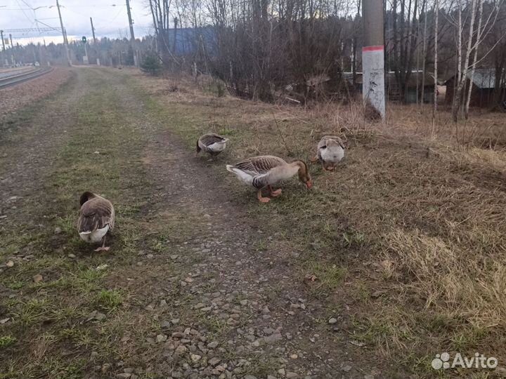 Гуси 2семьи
