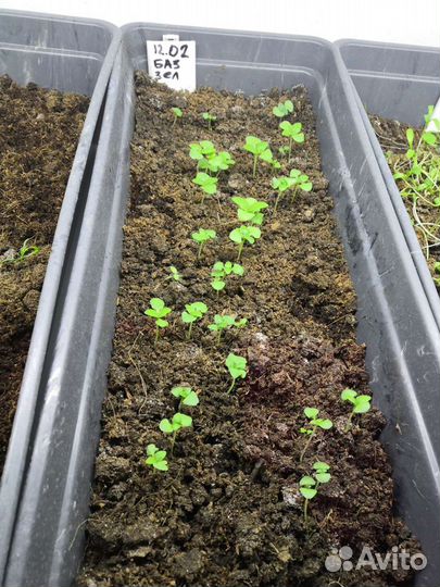 Стеллаж металлический с лотками