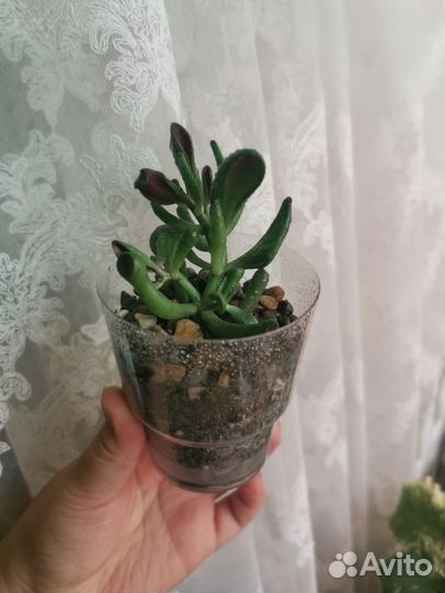 Крассула Хоббит