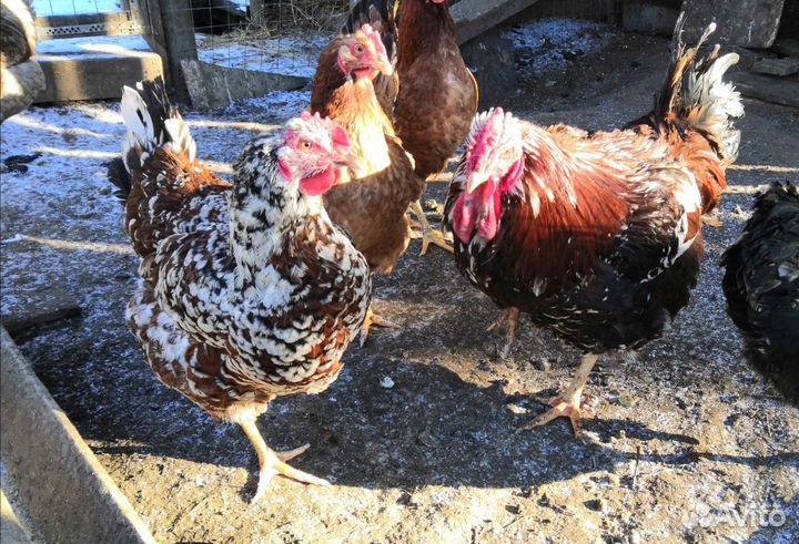 Ливенская ситцевая яйцо инкубационное