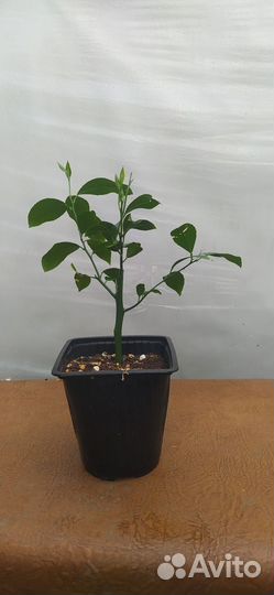 Лимон сорт Мейера