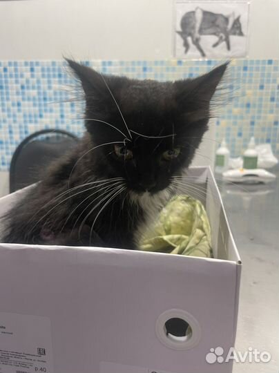 Котенок в добрые руки