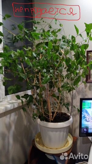 Жасмин комнатный 