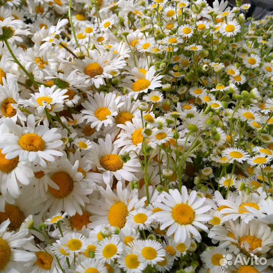 Полевые цветы ::Ромашки