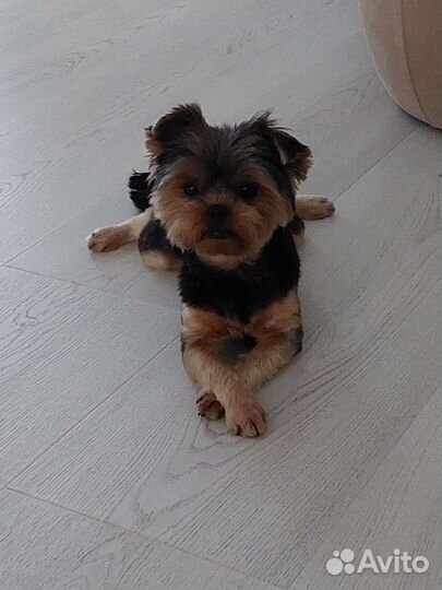 Йоркширский терьер, вязка