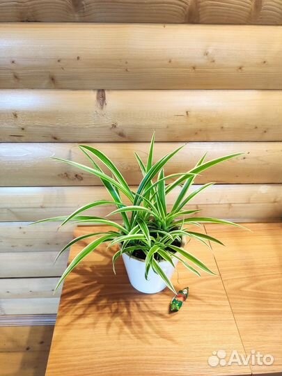 Хлорофитум океан