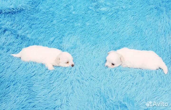 Минюшечки девочка и мальчик мальтезе