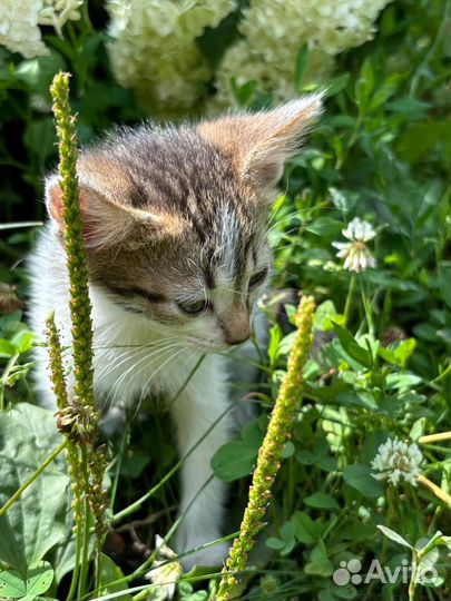 Котики в добрые руки, бесплатно