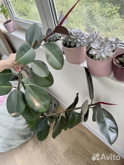 Фикус эластика