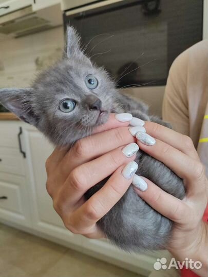 Британские