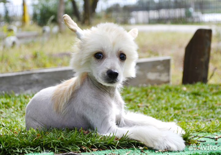 Китайская собачка