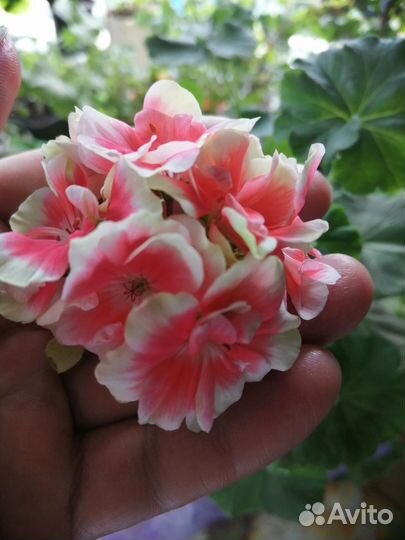 Пеларгония герань