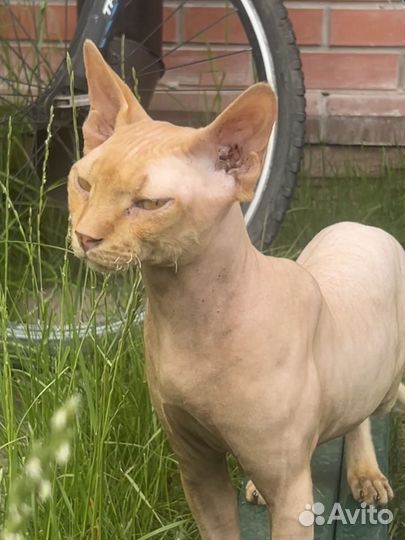 Канадский сфинкс велюр. Вязка