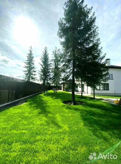 Рулонный газон