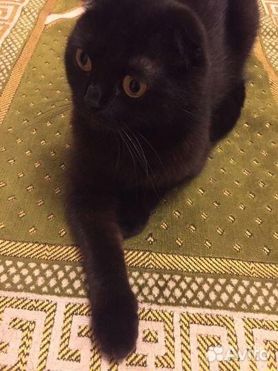 Британская вислоухая кошка