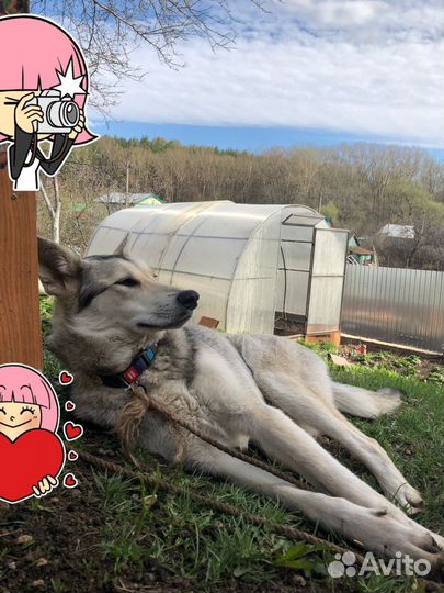 Красотка Рина ищет дом