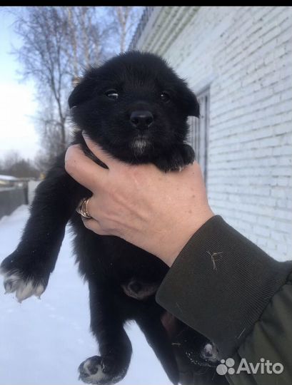Щенки в добрые руки