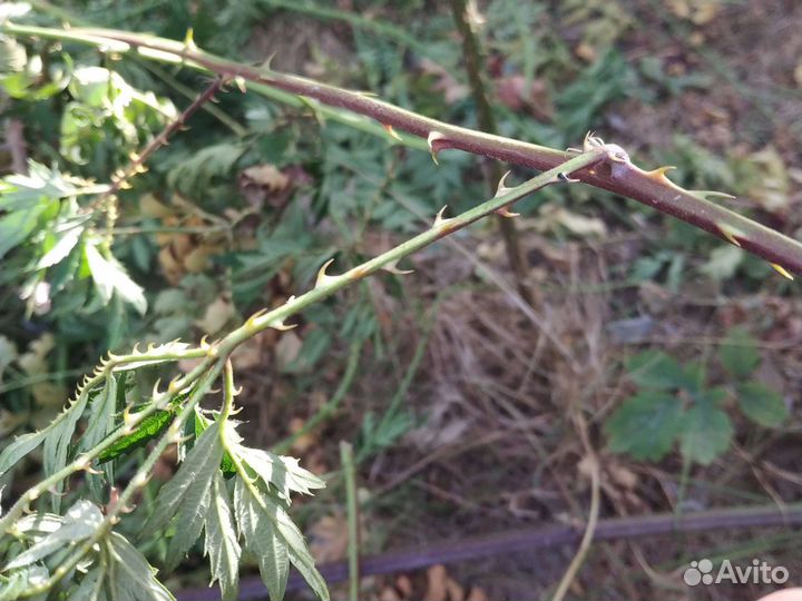 Ежевика Орегон Торн Лесс саженцы и есть колючая