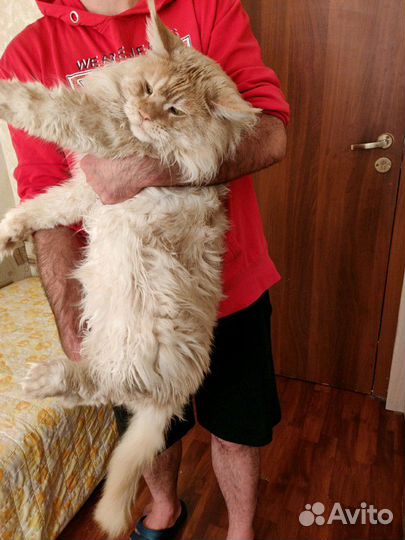 Мейн-кун кот. Вязка