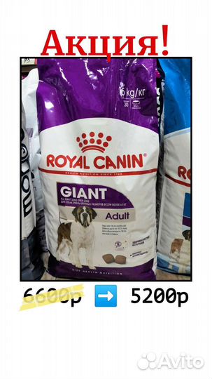 Корм для кошек роял канин Мэйн кун