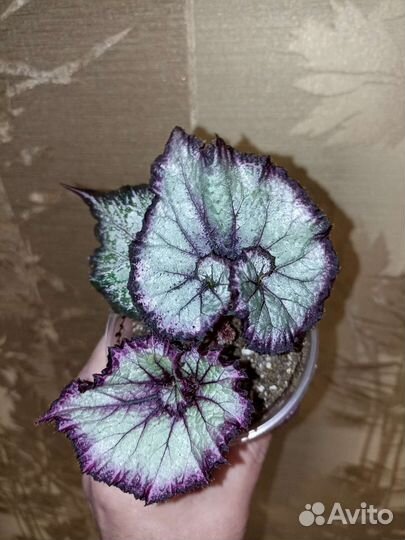 Бегонии декоративно-лиственные Ч. 4