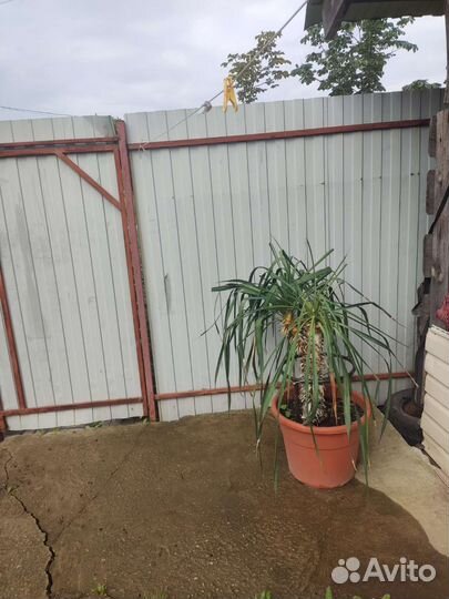 Комнатные цветы коллекция