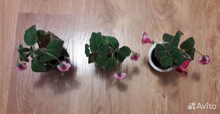 Колерия, красивая маленькая клумба