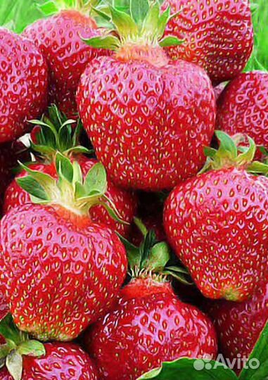 Саженцы клубники/виктории крупноплодной