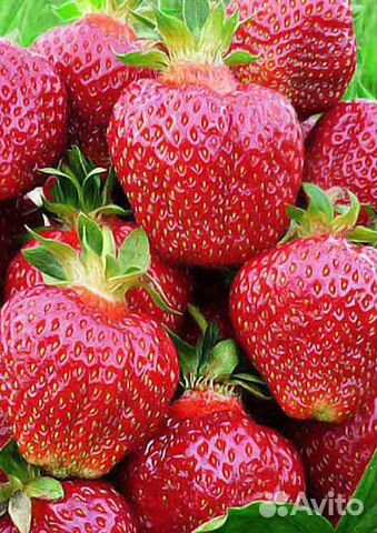 Саженцы клубники/виктории крупноплодной