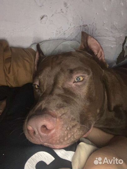 Питбуль вязка