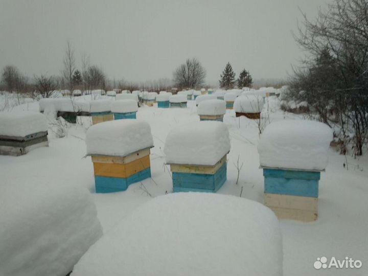 Пчелосемьи, Пчелопакеты, Пчеломатки