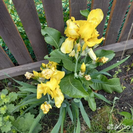 Многолетние садовые цветы ирисы