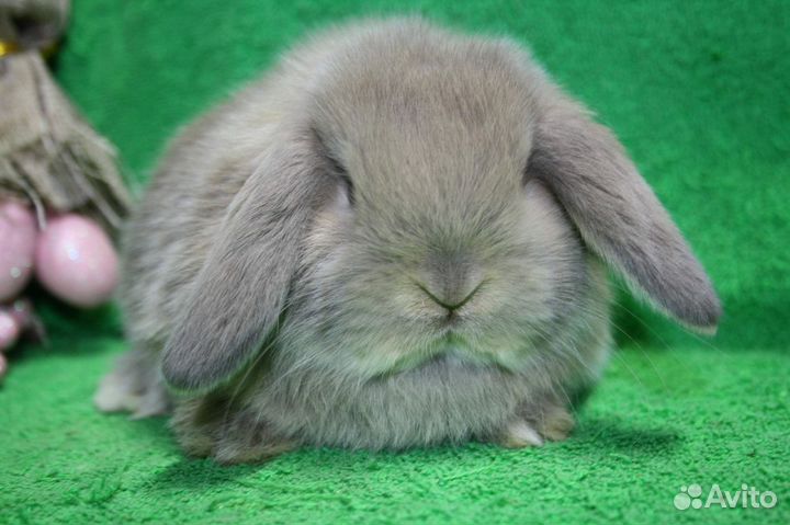 Монилоп. Рен. Изабелла. Японский. Доставка по РФ