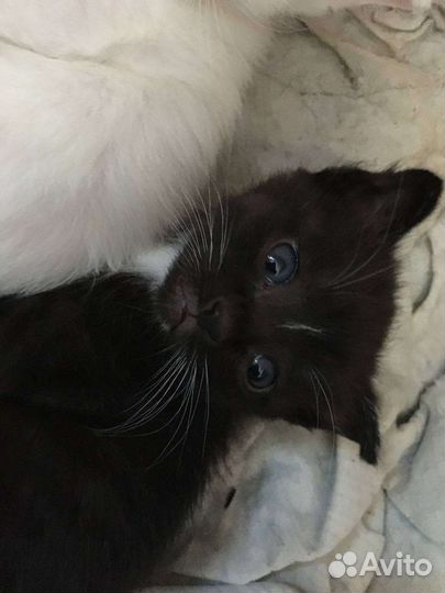 В добрые руки, разный цвет глаз