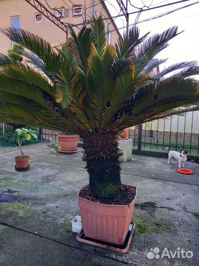 Саговая пальма