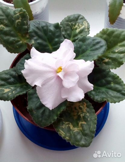 Фиалки на цвету, Спатифиллум Шопена