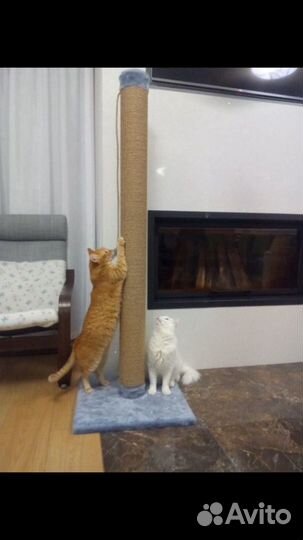 Когтеточка Мощная Pro