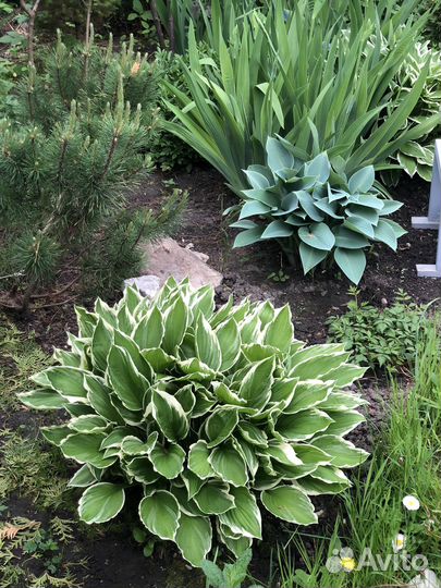 Хоста деленка