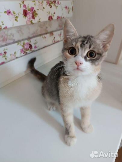 Котенок в дар бесплатно