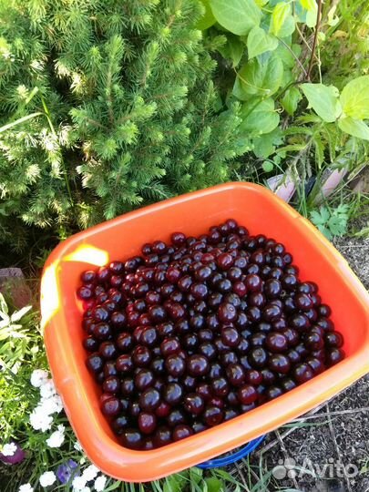 Вишня саженец