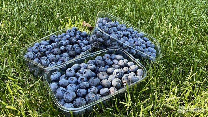 Голубика крупная вкусная, свежая оптом и в розницу