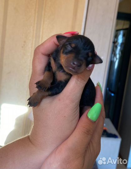 Щенки цвергпинчера (минидоберман)