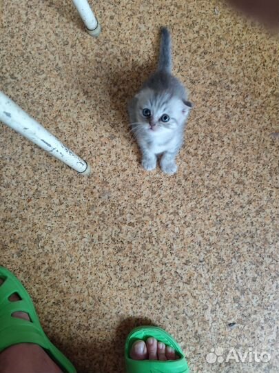 Шотландская вислоухая кошка