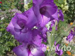 Гладиолусы луковицы