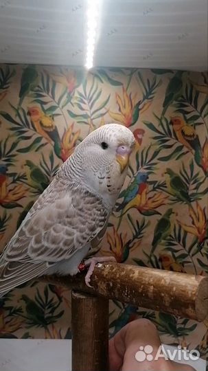 Птенец ввп (Чех)