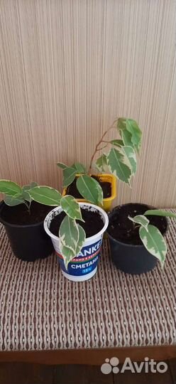 Фикус бенджамина