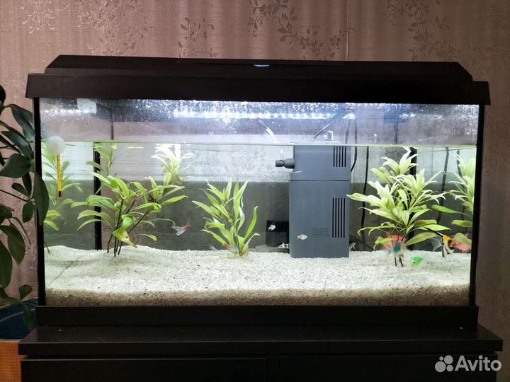 Аквариум с рыбами