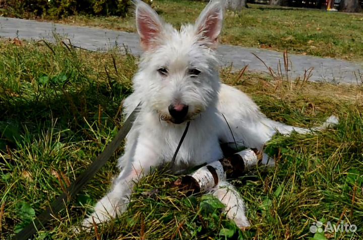 Щенок в добрые руки бесплатно